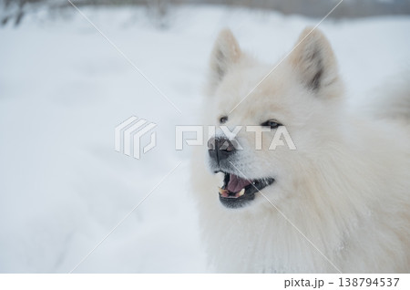 White Samoyed dog in snowy winter landscape, close up portrait 138794537