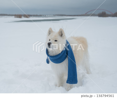 A Samoyed dog wearing a knitted scarf takes a walk in winter. 138794561