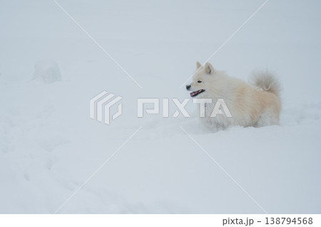 A Samoyed dog runs through the snow. 138794568