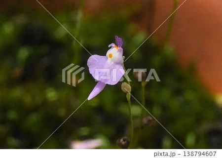 中国雲南省原産の寒冷地域の海で見られるクリオネに似た花が面白い食虫植物のクリオネミミカキグサ 138794607