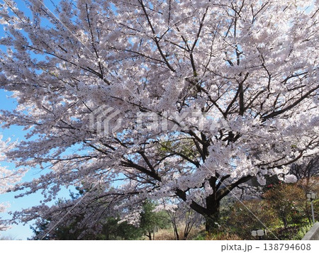 青空に映える満開の桜 138794608