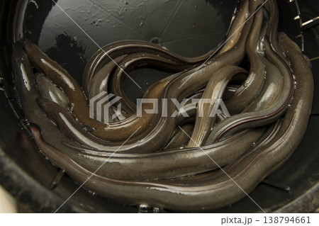 ウナギの養殖池 138794661