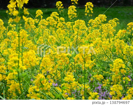 黄色い菜の花 黄色い菜の花 138794697