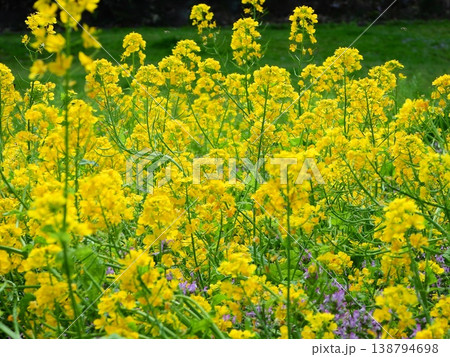 黄色い菜の花 138794698