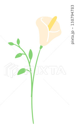 Calla Lily Stem With Leaves Cartoon 138794783