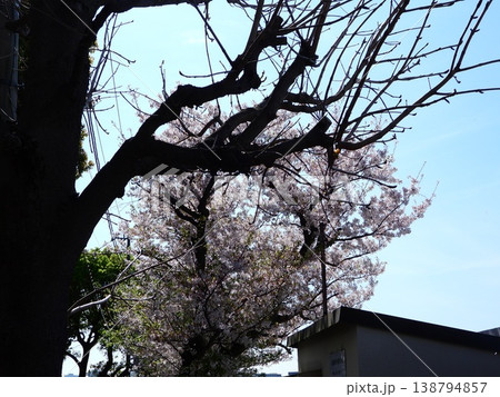 青空を背景にした満開の桜 青空を背景にした満開の桜 138794857