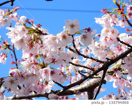 青空を背景にした満開の桜の花 138794868