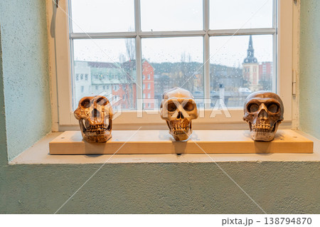 Skull Models in Museum Window Light. Skull Models in Museum Window Light. 138794870