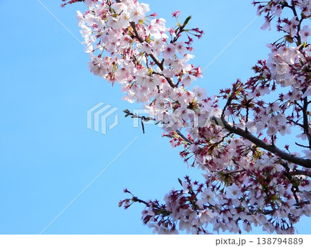 青空に映える満開の桜 138794889