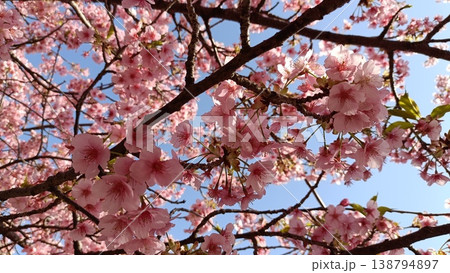 青空を背景にした満開の河津桜 青空を背景にした満開の河津桜 138794897