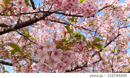青空を背景にした満開の河津桜 青空を背景にした満開の河津桜 138794899
