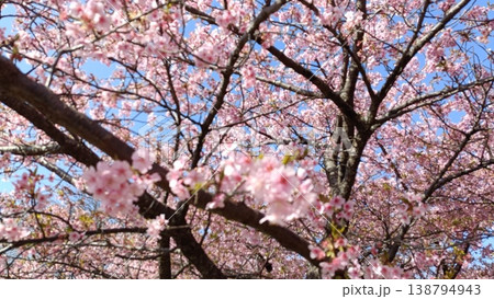 青空に映える満開の桜 青空に映える満開の桜 138794943
