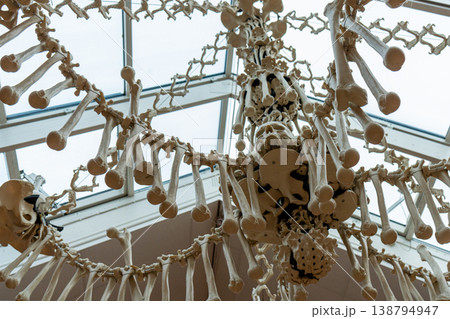Suspended Skeleton Display in Science Museum. Suspended Skeleton Display in Science Museum. 138794947