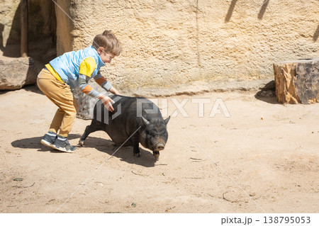 Young boy interacting with domestic pig in enclosure Young boy interacting with domestic pig in enclosure 138795053