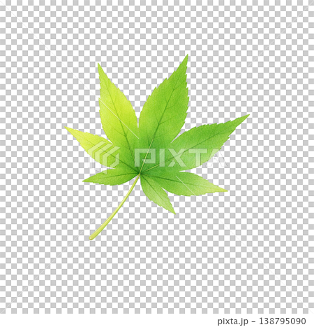 もみじの葉 水彩イラスト 新緑素材 138795090