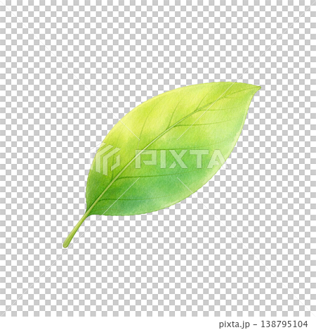 清新綠葉水彩插畫（單元素） 138795104