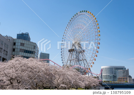 みなとみらいの満開の桜とビルと観覧車の風景 みなとみらいの満開の桜とビルと観覧車の風景 138795109