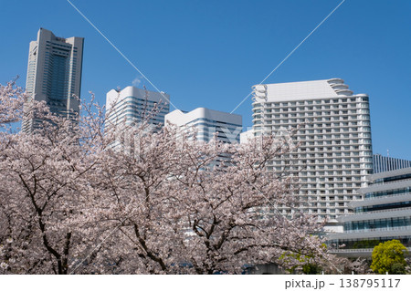 みなとみらいの満開の桜とビルの風景 みなとみらいの満開の桜とビルの風景 138795117