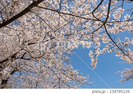 青空に映える満開の桜 138795120