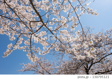 青空に映える満開の桜 138795121