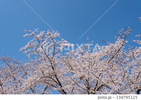 青空に映える満開の桜 138795125