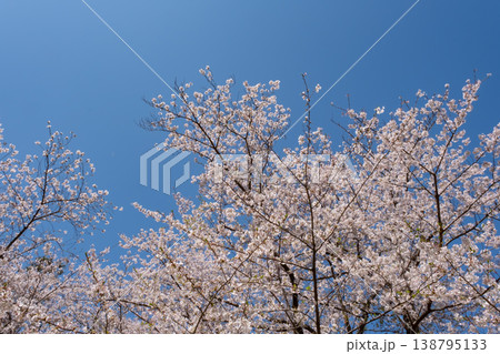 青空に映える満開の桜 青空に映える満開の桜 138795133