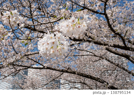 桜のある都市風景 桜のある都市風景 138795134