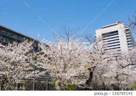 青空に映える外務省前の満開の桜 青空に映える外務省前の満開の桜 138795143
