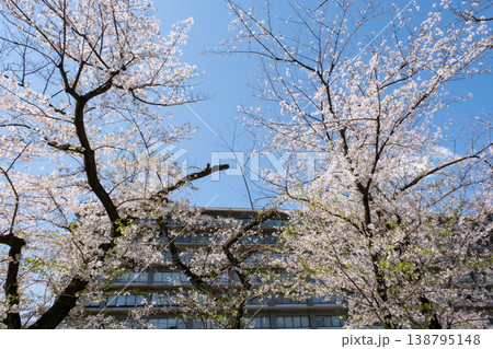 青空に映える外務省前の満開の桜 青空に映える外務省前の満開の桜 138795148