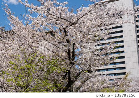 総務省周辺の満開の桜と新緑 総務省周辺の満開の桜と新緑 138795150