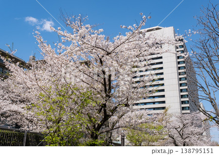 総務省周辺の満開の桜と新緑 総務省周辺の満開の桜と新緑 138795151