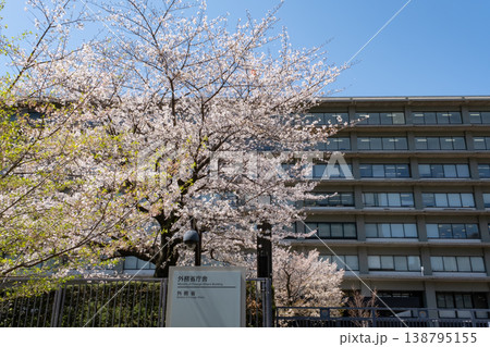 青空に映える外務省前の満開の桜 138795155