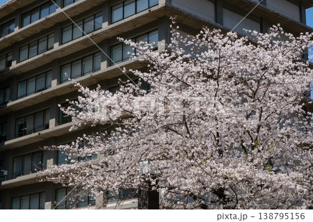 青空に映える外務省前の満開の桜 青空に映える外務省前の満開の桜 138795156