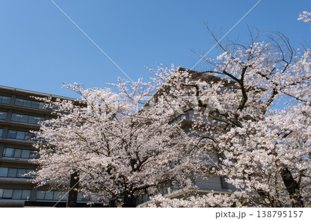 青空に映える外務省前の満開の桜 青空に映える外務省前の満開の桜 138795157