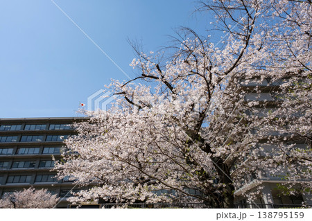 青空に映える外務省前の満開の桜 青空に映える外務省前の満開の桜 138795159