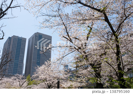 霞が関 官公庁街の桜の風景 霞が関 官公庁街の桜の風景 138795160