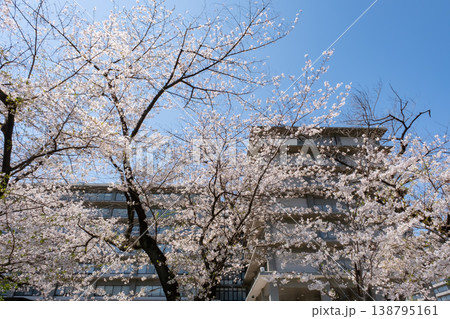 青空に映える外務省前の満開の桜 青空に映える外務省前の満開の桜 138795161
