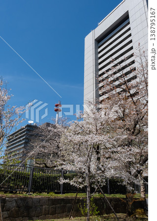 総務省周辺の満開の桜と新緑 総務省周辺の満開の桜と新緑 138795167
