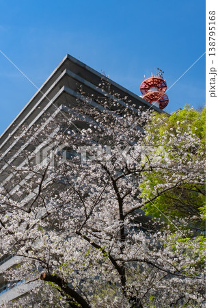 国土交通省周辺の満開の桜と新緑 138795168
