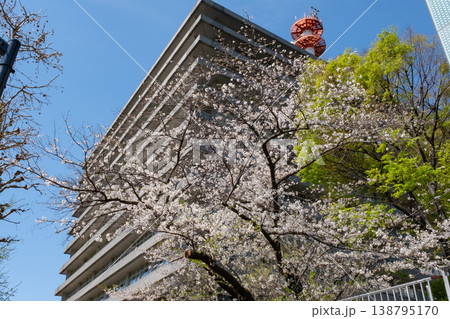 総務省周辺の満開の桜と新緑 総務省周辺の満開の桜と新緑 138795170