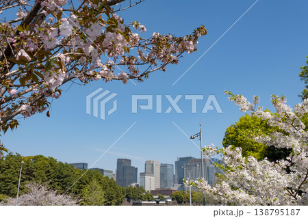 桜と桜田門越しに臨む丸の内の高層ビル群 桜と桜田門越しに臨む丸の内の高層ビル群 138795187