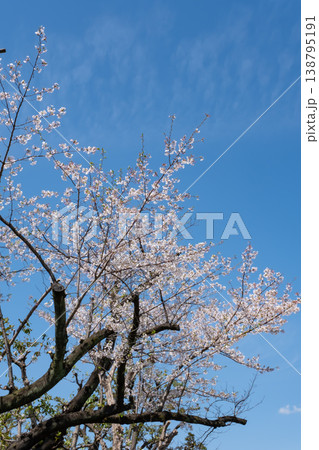 青空に映える満開の桜 138795191