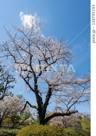 青空に映える満開の桜 138795193