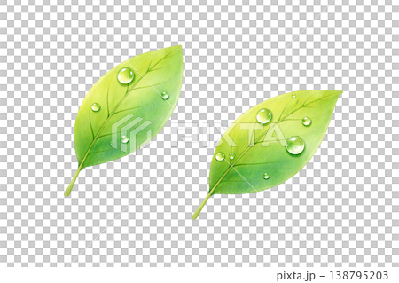 新鮮綠葉水彩插畫，水滴設計 138795203