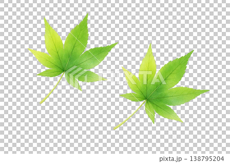 楓葉和新鮮綠色植物的水彩插圖。 138795204