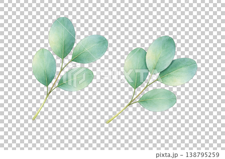尤加利葉水彩插畫（2幅） 138795259
