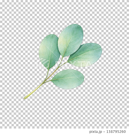 尤加利葉水彩插圖（單一元素） 138795260