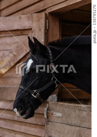 Serene Equine Readiness. Quiet Horse With Bright Blaze And Attentive Eye Waiting Calmly 138795270