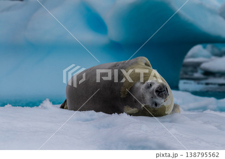 Crabeater Seal resting on a sheet of ice 138795562
