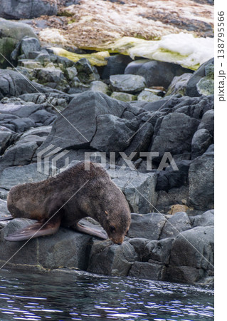 Fur seal on a rock Fur seal on a rock 138795566